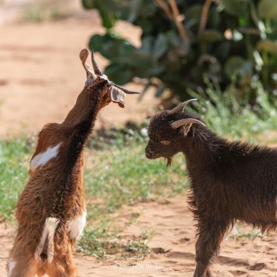 Des chèvres qui jouent