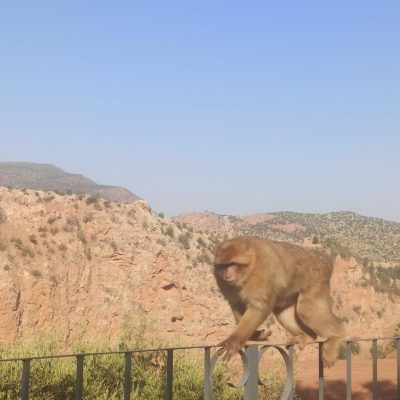 Macaque de Barbarie